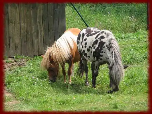 Play Ponys wallpapers Play Ponys wallpapers