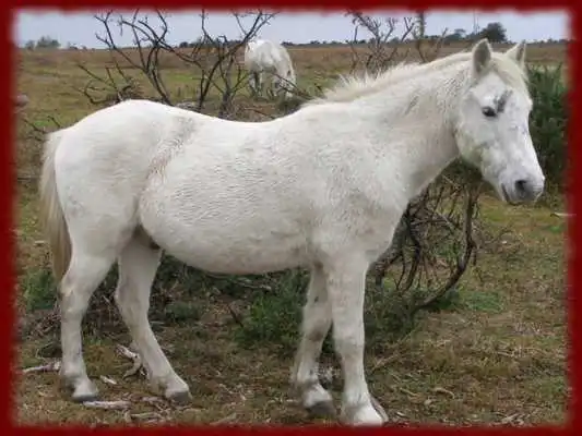 Play Ponys wallpapers Play Ponys wallpapers