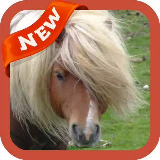 Play Pony Wallpaper APK Play Pony Wallpaper APK
