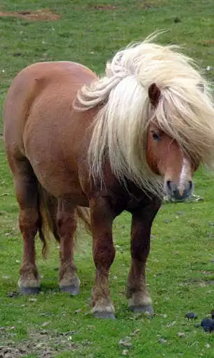 Play Pony Wallpaper  and enjoy Pony Wallpaper with UptoPlay