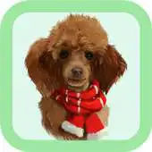 Free play online Poodle Care Tips APK
