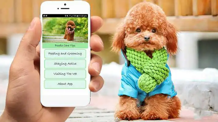 Play Poodle Care Tips Play Poodle Care Tips