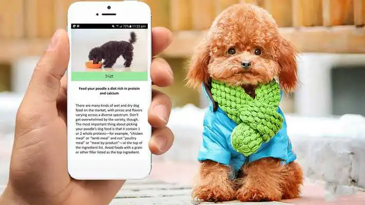 Play Poodle Care Tips Play Poodle Care Tips