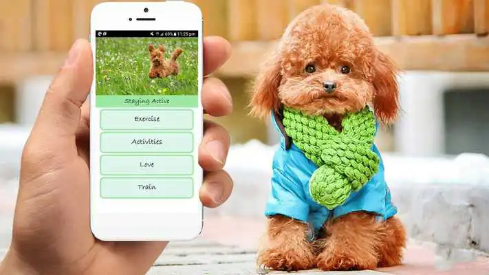 Play Poodle Care Tips Play Poodle Care Tips