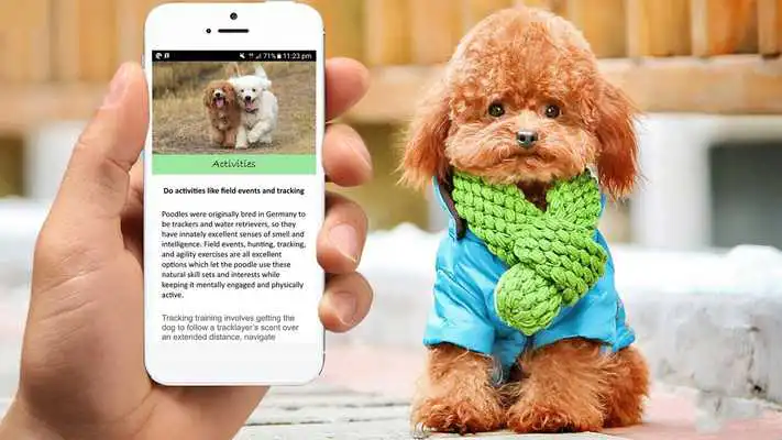 Play Poodle Care Tips Play Poodle Care Tips