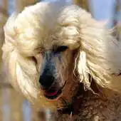 Free play online Poodles Wallpapers APK Free play online Poodles Wallpapers APK