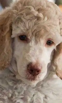 Play Poodles Wallpapers
