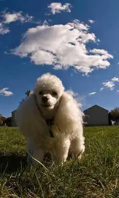 Play Poodles Wallpapers