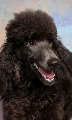 Play Poodles Wallpapers