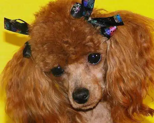 Play Poodles Wallpapers