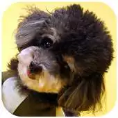 Free play online Poodle Wallpaper APK Free play online Poodle Wallpaper APK