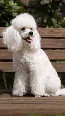 Play Poodle Wallpaper
