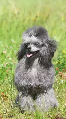 Play Poodle Wallpaper