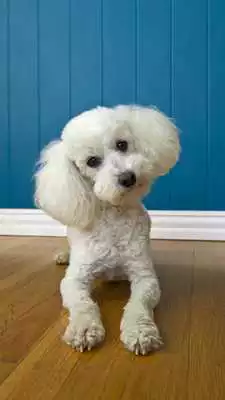 Play Poodle Wallpaper