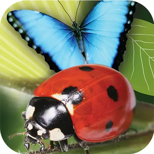 Play Popar Bugs APK