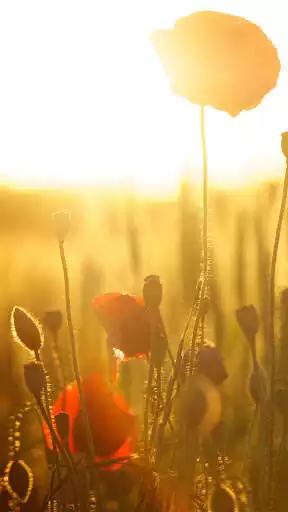 Play Poppies Wallpaper  and enjoy Poppies Wallpaper with UptoPlay