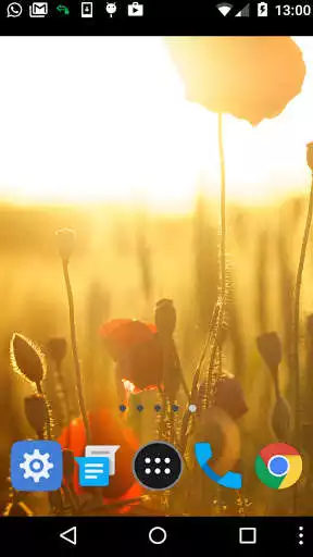 Play Poppies Wallpaper as an online game Poppies Wallpaper with UptoPlay