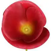 Free play online Poppy Flower 3D APK