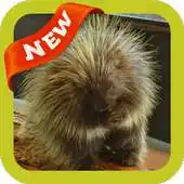 Free play online Porcupine Wallpaper APK
