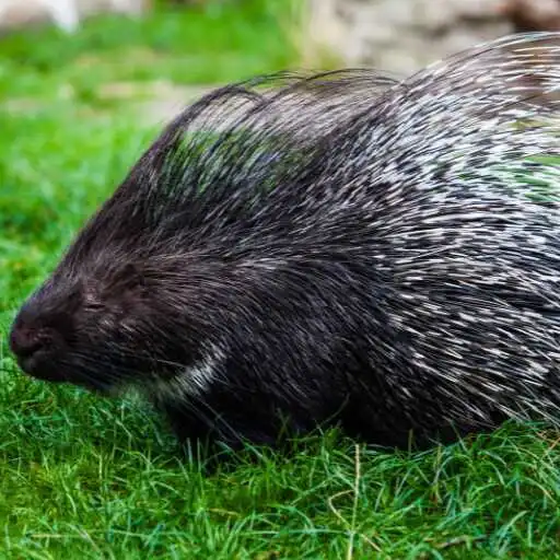 Play Porcupine Wallpaper APK