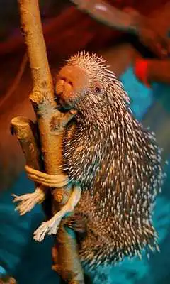 Play Porcupine Wallpaper and enjoy Porcupine Wallpaper with UptoPlay Play Porcupine Wallpaper and enjoy Porcupine Wallpaper with UptoPlay