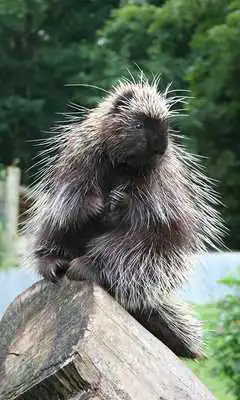 Play Porcupine Wallpaper