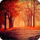 Free play online Portrait walpapers APK