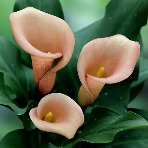 Play Potassium  and enjoy Potassium with UptoPlay