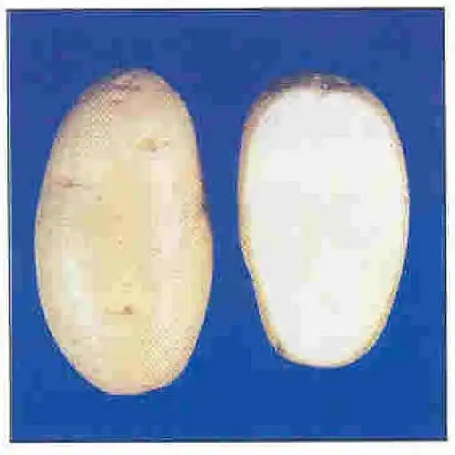 Play Potato Cultivation APK