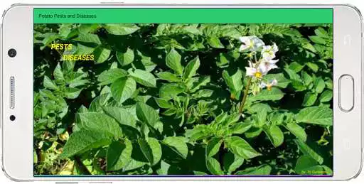Play Potato Pests and Diseases  and enjoy Potato Pests and Diseases with UptoPlay