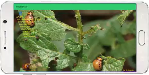 Play Potato Pests and Diseases as an online game Potato Pests and Diseases with UptoPlay