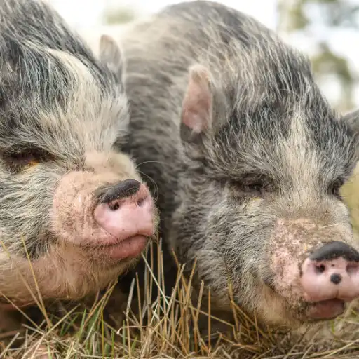 Play Pot Bellied Pig : Pigs APK