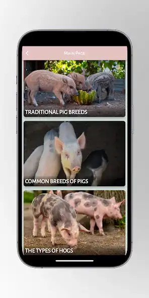 Play Pot Bellied Pig : Pigs  and enjoy Pot Bellied Pig : Pigs with UptoPlay