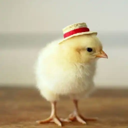 Play Poultry Feed Costing APK