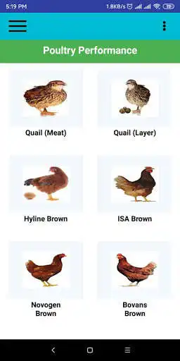 Play Poultry Performance as an online game Poultry Performance with UptoPlay