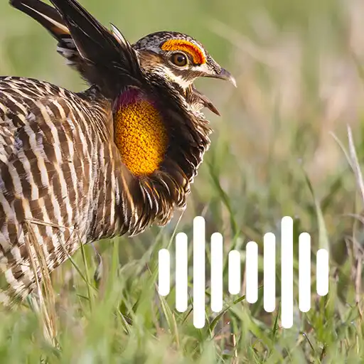 Play Prairie chicken hunting calls APK