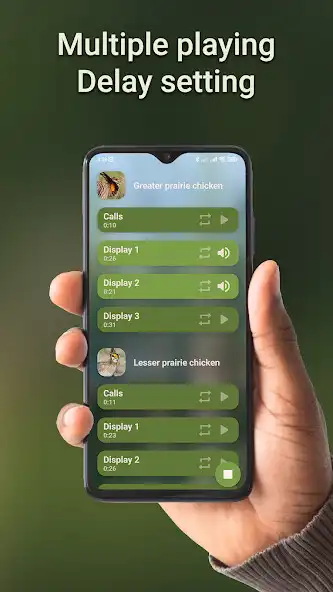Play Prairie chicken hunting calls as an online game Prairie chicken hunting calls with UptoPlay