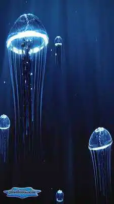 Play Precious Jellyfish 3D Hovering Under Deep Blue Sea