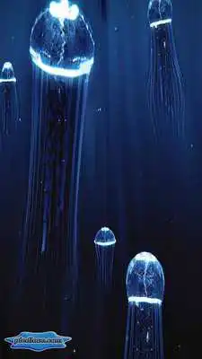 Play Precious Jellyfish 3D Hovering Under Deep Blue Sea