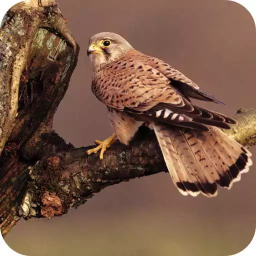 Play Predator Birds Full HD Wallpaper APK