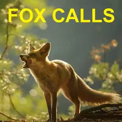 Play Predator Calls -Fox Hunting AU Play Predator Calls -Fox Hunting AU
