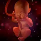 Free play online Pregnancy week by week. Pregnancy Calendar. APK