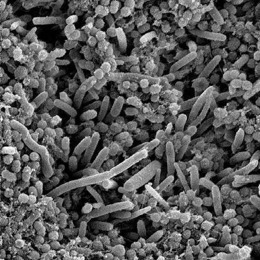 Run free android online Preguntas de Bacteriologia APK Run free android online Preguntas de Bacteriologia APK