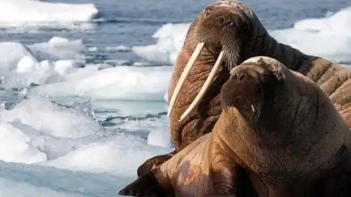 Play prehistoric animal documentaries  and enjoy prehistoric animal documentaries with UptoPlay