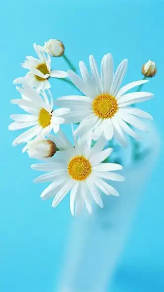 Play Preppy Blue Wallpapers as an online game Preppy Blue Wallpapers with UptoPlay