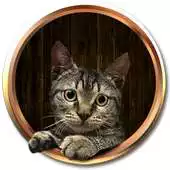 Free play online Pretty Cat Talk APK