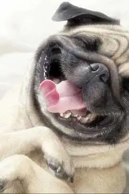 Play Pretty dogs on wallpaper