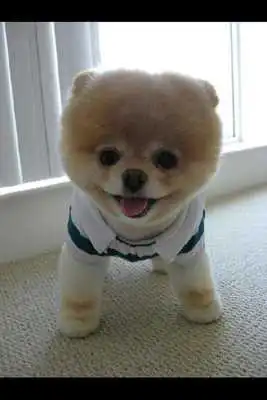 Play Pretty dogs on wallpaper