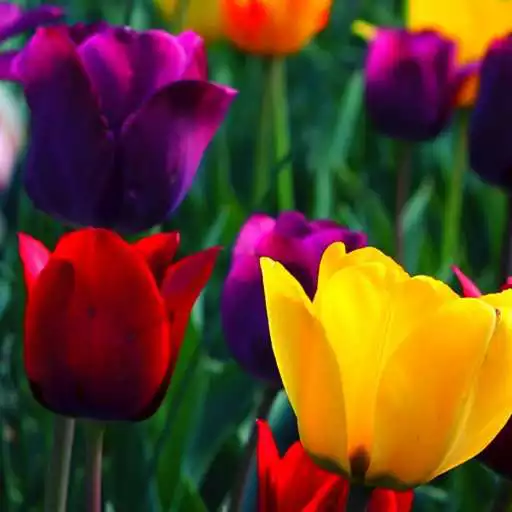Free play online pretty flower wallpapers APK Free play online pretty flower wallpapers APK
