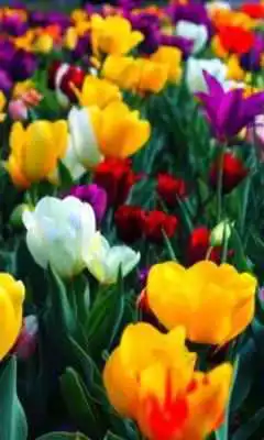 Play pretty flower wallpapers